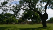 PICTURES/Mission San Jose - San Antonio/t_Honey Mesquite Tree2.JPG